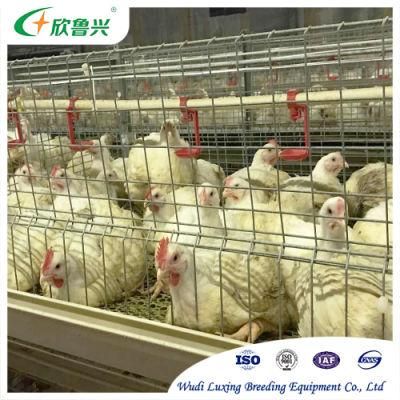 Hot Dipped Anti-Rust Galvanized H Type Multi Tiers Metal Baby Chicks Chicken Cage for Growing Egg Layer