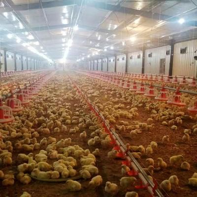 Life Time Service Automatic Poultry House Chicken Feeding Equipment
