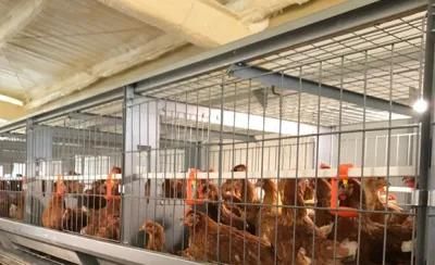 Automatic Poultry Farm Broiler Chicken Equipment