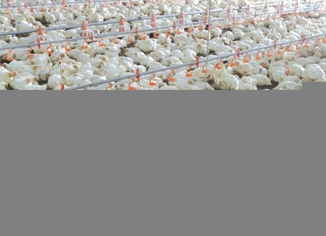 Broiler Poultry Farm House Chicken Closed System Design