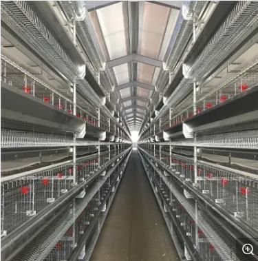 Long Life Prefab High Yield Steel Poultry Chicken Shed