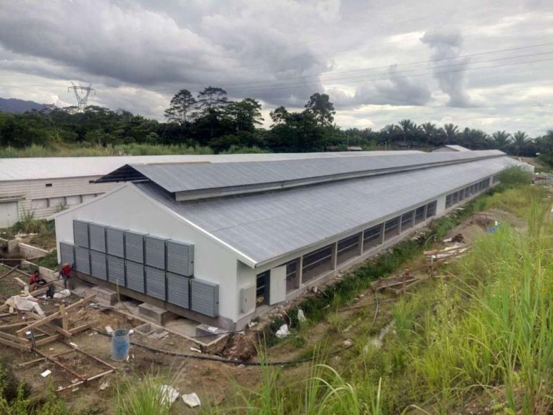 Totally Automatic Egg Collecting System for Chicken Farm