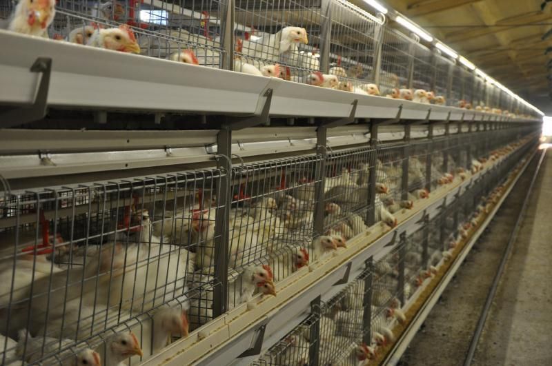 Aniti-Corrosion Broiler Cages for Chicken Farm