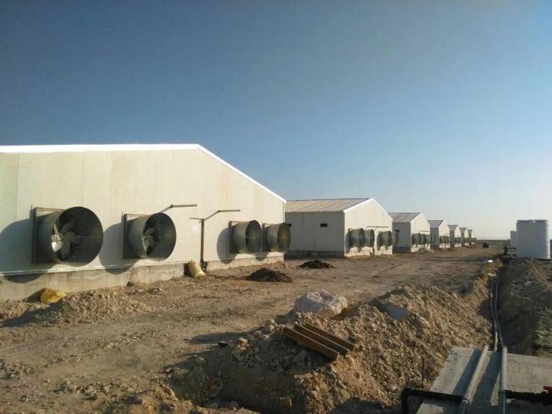 Automatic Poultry Farm Layer Cages Poultry Equipment