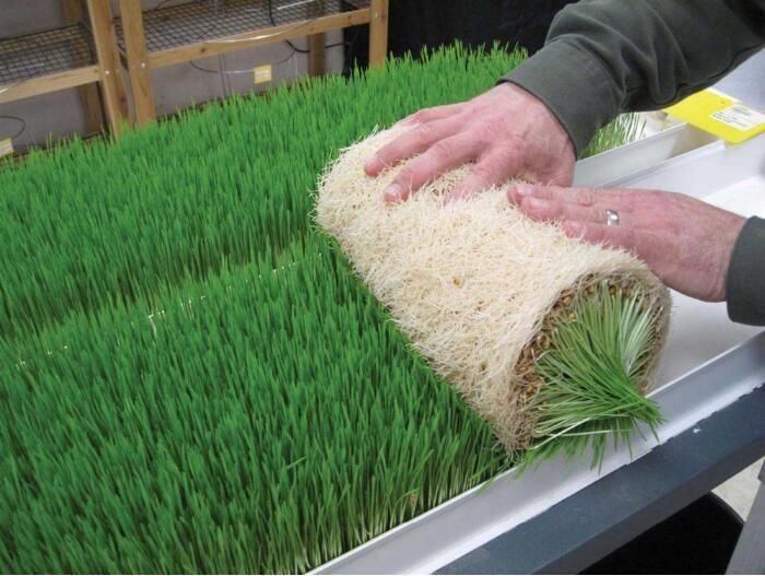 Commercial Vertical Hydroponics Horse Grass Growing System Grass Seedling Tray