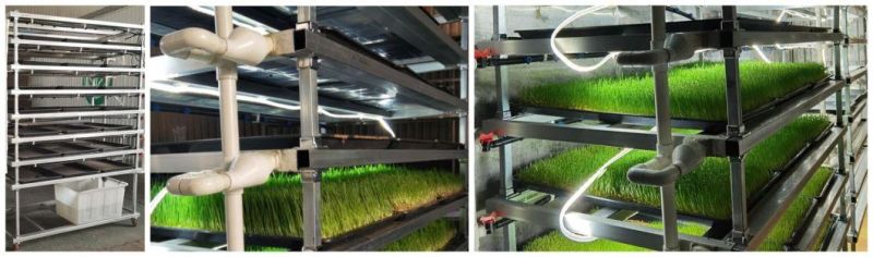 Microgreen System Green Forage Hydroponic Fodder Growing System Cultivation