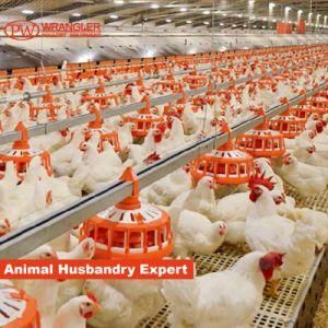 Broiler Farming Equipment Automatic Poultry Feeding Line System for Broiler Farm