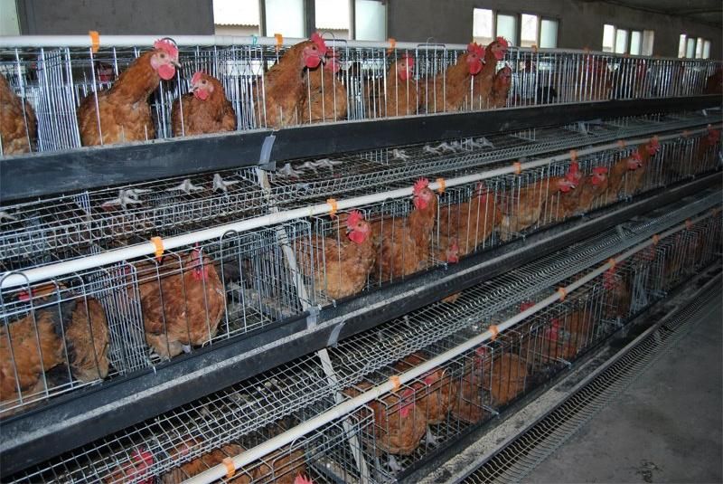 a Type of Hot Galvanized Chicken Cage for a Long Time