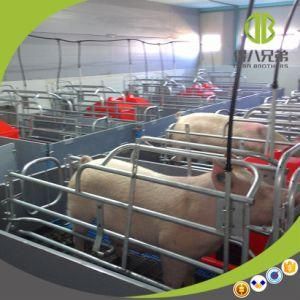 High Survival Rate Farrowing Crate for Pig Farm