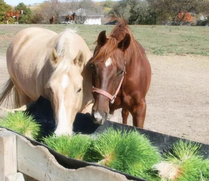 Hydroponics Less Water Fodder System for Animals