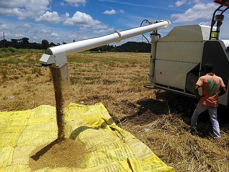 Paddy Rice Wheat Combine Harvester for Sale