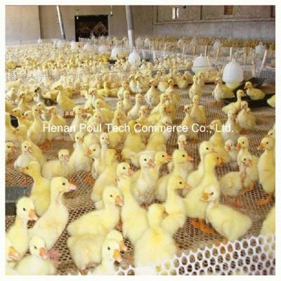 Hot Selling New Poultry Farm Automatic Flat Raising Equipment