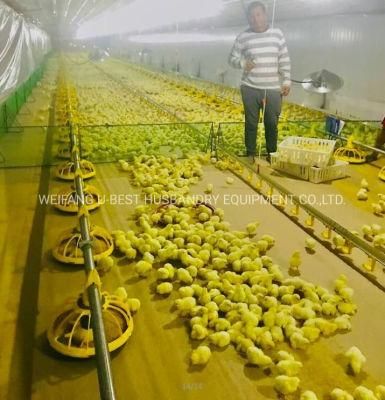 Automatic Chicken Farm Feeding System Broiler Poultry Farm Equipment for Sale