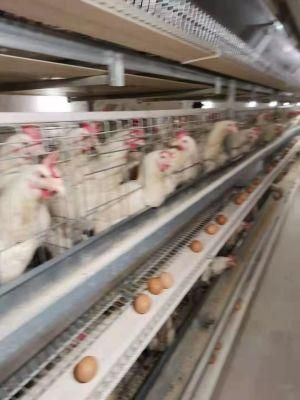 Poultry Farming Equipment a Type Layer Chicken Cage with Automatic System for Sale