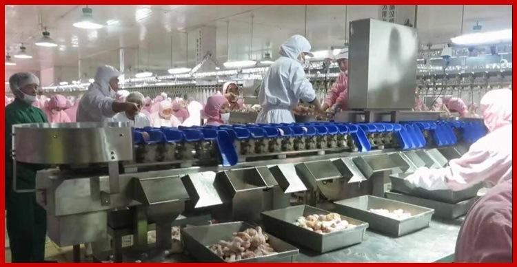 1000kg/H Automatic Poultry Chicken Feet Processing Line