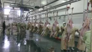 Goat Slaughterhouse Equipment Lana Egiarratura Macchina Sheep Hair Removal Machine