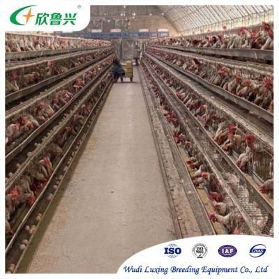 Hot Sale Galvanized Automatic a Type Chicken Cages Layer Poultry for Farming Equipment