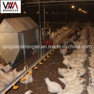Poultry Chain Feeding System for Breeder for Laying Hens Farm