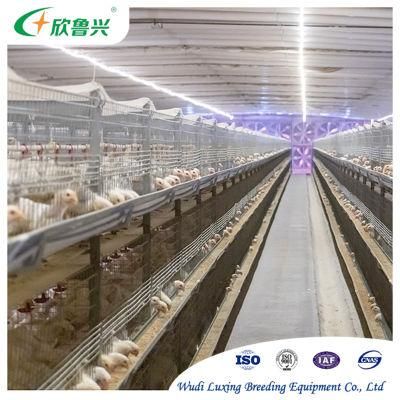 Manufacturing Poultry Cage Battery Hen Bird Cage Design for Laying Chicken Farm