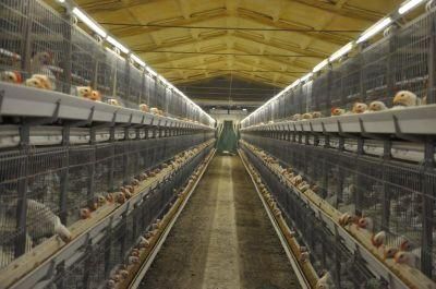 Low Cost/High Quality Chicken House and Epuipements