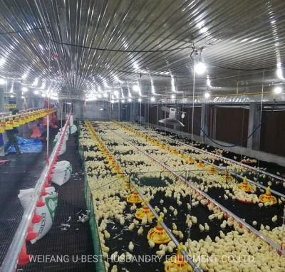 Chicken Broiler Feeding and Drinking System for Poultry Farm