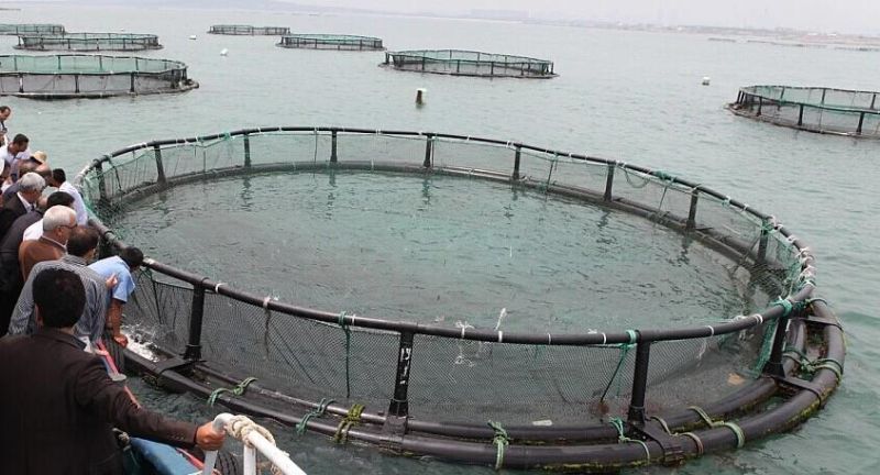 Environmental Protection HDPE Frame Fish Farming Floating Cage