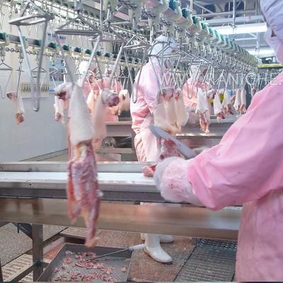 500-12000bph Poultry Chicken Slaughterhouse Abattoir Slaughtering Line Equipments for Sale