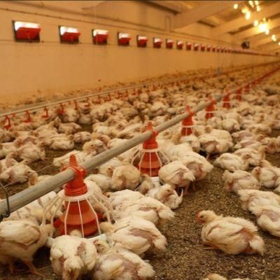 Automatic Poultry Equipment for Broiler/Breeder/Layer Chicken