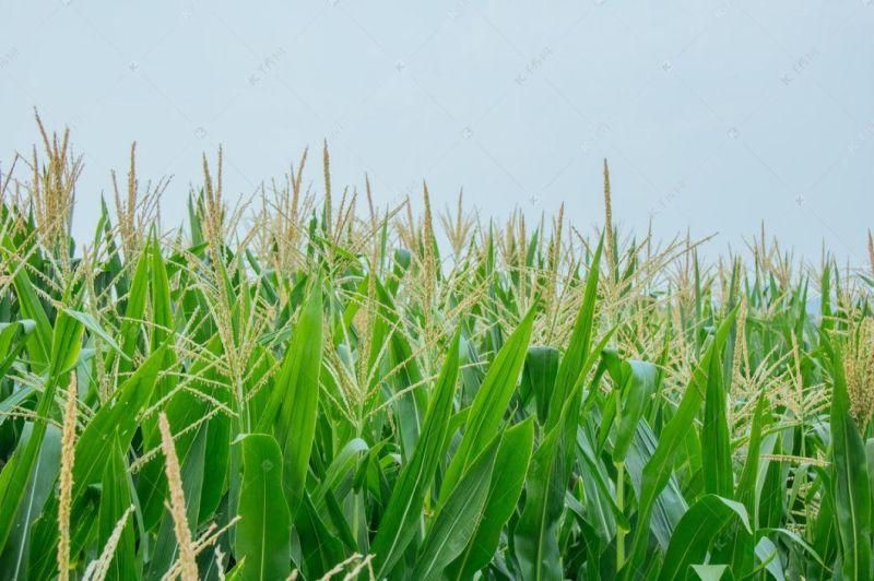 Maintenance-Free Bearing Automatic Silage Machine