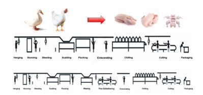 10 Chicken/Hour in Chicken Slaughter House Machine for Halal Abattoir