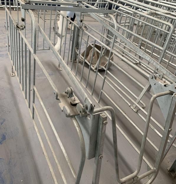 Hot DIP Galvanized Pig Gestation Crates Comfortable Environment for Piglets