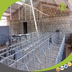 Pig Farm Using Modern Designed Gestation Stall for Sale
