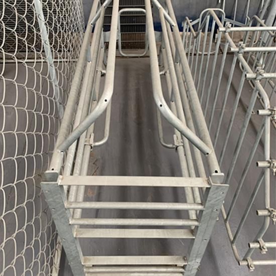 Hot DIP Galvanized Anti Rust Pig Farrowing Crate