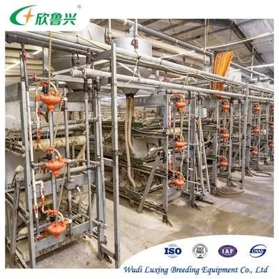 Automatic Broiler Poultry Cages Hot Dipped Galvanized Chicken Poultry Farm Cage