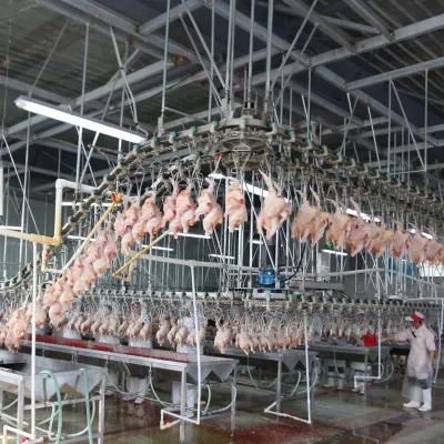 Belt Conveyor System for Poultry Processing Line