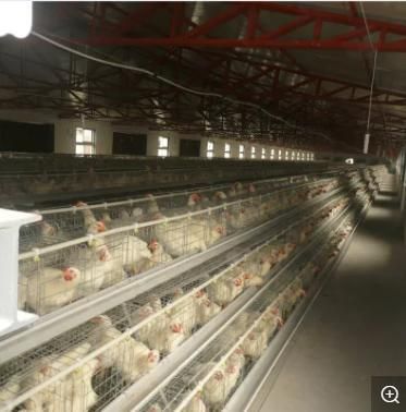 Low-Cost Modern Fully Automatic Steel Chicken Coop Equipment Exported to The World