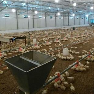 CE Approved Automatic Poultry Farm Equipment for Broiler Chicken