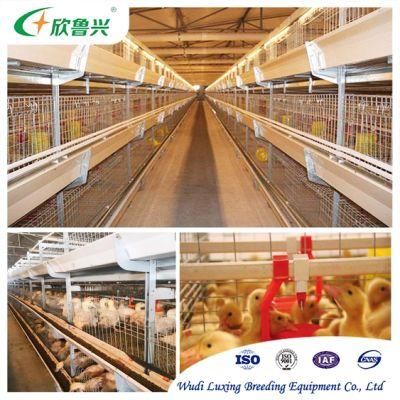 H Type Battery Broiler Cage for Battery Farmming Chicken Farms