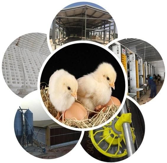 High-Yield One-Stop Steel Structure Poultry Farming Equipment Export