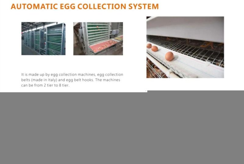 Good Price Automatic Poultry Farm Equipment Battery Layer Chicken Cage for Sale