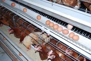 Hot Sell Automatic Chicken Cage System