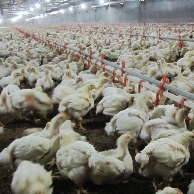 Modern Design Steel Structure Poultry House Chicken Farm Equipment