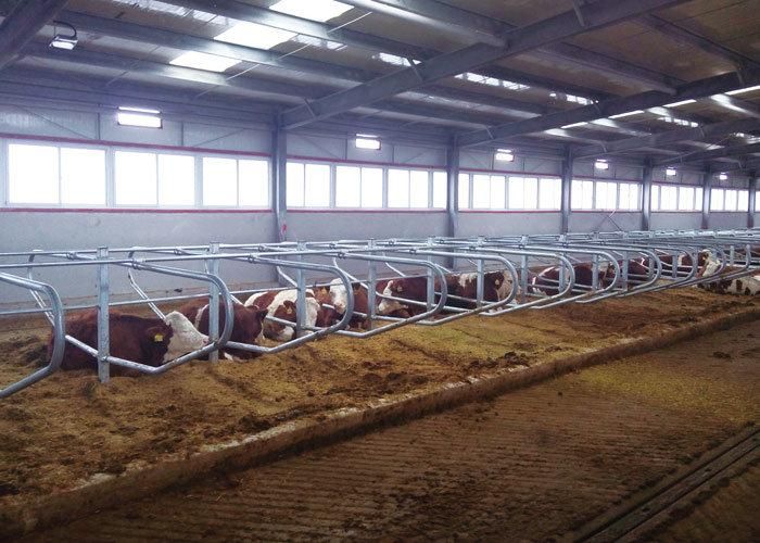 Hot-DIP Galvanized Cow Cubicles Cow Cattle Free Stall for Dairy Farm Equipment