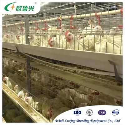 Automatic Galvanized Battery Chicken Feeding Equipment for Poultry Farm House