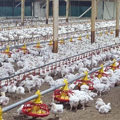 Bolivia Chicken Broiler Ground Breeding System