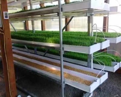 Greenhouse Hydroponic 5 Layers Microgreen PVC Tray Fodder System