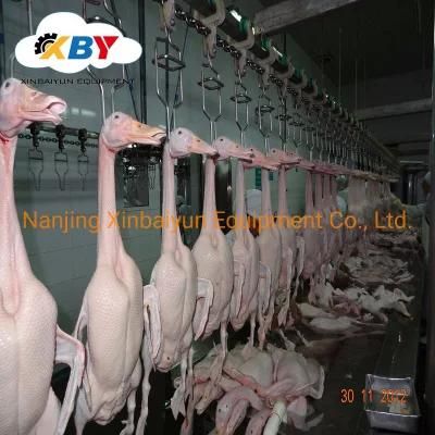 Used to Halal Bird Duck Chicken Slaughter/Butcher Machinery/Butcher Equipment