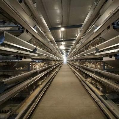Easy Assemble Low Cost High Output Layer Poultry Farm Equipment