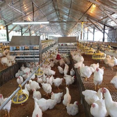Full Set Easily Assemble Automatic Chicken Feeding System Poultry Farm