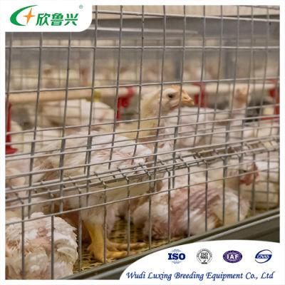 H Type Double Line Broiler Cage System Poultry Feed Plant Farm Equipment for Chicken Shed